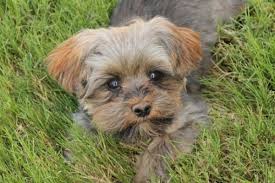 morkie poo breed guide answers to