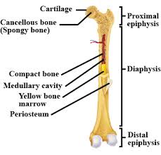 The skeletal muscles pull and create tensions at their attachments to. Draw The Given Diagram And Label The Following Parts A Spongy Boneb Periosteumc Yellow Marrowd Compact Bone