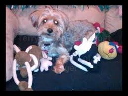 If proactive blood work indicates your dog has a probable liver shunt but appears otherwise healthy, there are steps you can take to. Liver Shunt Behavior In A Yorkie Named Ginger Youtube
