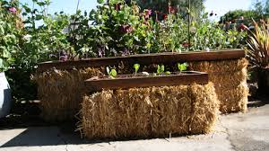 Faced with the expense (ok, and effort) of building raised beds, i decided instead to go cheap and easy: Building A Straw Bale Garden Sunset Magazine