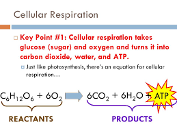 The overall equation for aerobic cellular respiration is: Spice Of Lyfe Chemical Equation For Cellular Respiration Identifying The Reactants And Products