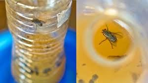 diy fly trap to get rid of flies and