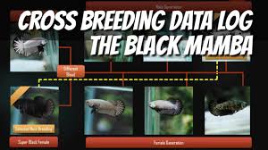 Betta Cross Breeding Black Mamba Data Log For Knowledge