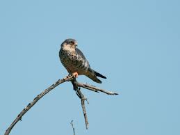ไฟล์:Falco amurensis Kruger 1.jpg - วิกิตำรา