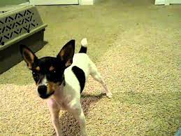 zoey 14 month old toy fox terrier