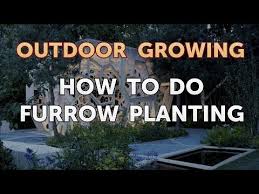 how to do furrow planting you