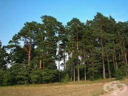 Точно се сравняваше бял бор и други иглолистни за направа на дограма. Byal Bor Pinus Sylvestris Botanika