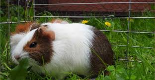 Guinea Pigs Living Outside How To