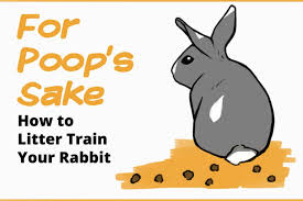 litter train your rabbit