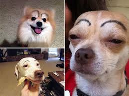 dogs with makeup eyebrows