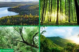 diffe types of forests exles