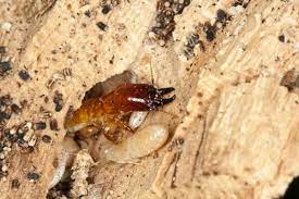 Check it out here for more information and shop at our store for diy products you can get rid of the australian white ants that eat aussie homes… by using aussie products, readily available. How To Get Rid Of Termites Naturally Dengarden