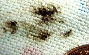 signs of bed bugs pictures and life