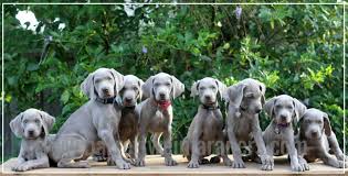 Those familiar with the breed will acknowledge that they suffer from two common behavior disorders; Southern California Weimaraner Breeder Barrett Weimaraners