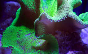 anemone marine aquarium koraal wereld