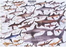 Shark Species Chart Shark Marine Biology Biology Poster