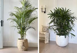 Top Plants For A Coastal Vibe Indoors