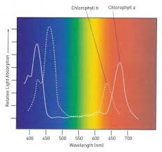 The Definitive Guide To Grow Light Spectrum Lumigrow