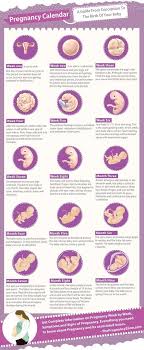 A Beautifully Comprehensive Pregnancy Calendar Your Guide Towards