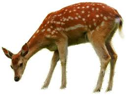 Bambi Thumper Geyik Faline - vahşi hayvanlar png indir - 1024 * 767 ...