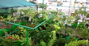 Promote Terrace Gardening In 5 Smart Cities