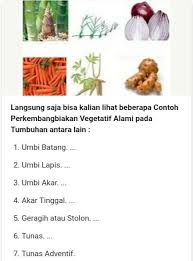 Check spelling or type a new query. Akar Tinggal Dan Umbi Lapis Contoh Perkembangbiakan Vegetatif Akarkua