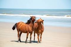 where-are-the-wild-horses-on-the-outer-banks