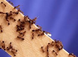 You could catch or kill as many of these foragers as you want, and never come close to solving your ant problem. Indoor Ant Control Pesticide Research Institute