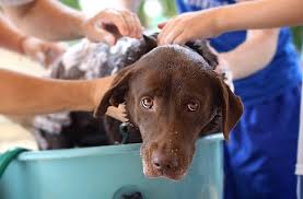 can dog lice live on humans and other