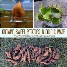 growing sweet potatoes in cold climate