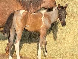 bay roan apha tobiano colt by color
