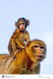 mom monkey with her son a royalty