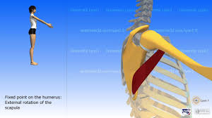 Major refers to the fact that it is the larger of the two teres muscles. The Teres Major Youtube