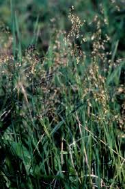 Anthoxanthum hirtum - Michigan Flora