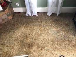 carpet cleaning service michigan city