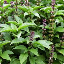 Basil Seeds - Tulsi or Holy Basil - Heirloom Untreated NON-GMO From Canada