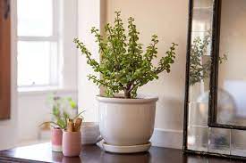 how to grow and care for dwarf jade