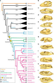 The Ecological Origins Of Snakes As Revealed By Skull