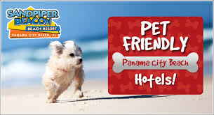 pet friendly hotels in panama city beach fl