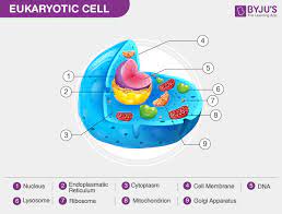 eukaryotic cells definition