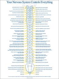 Spinal Nerve Chart