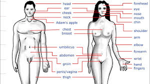 Human body woman posterior view. Vocabulary Part Of Body With Pictures In Marathi And English à¤¶à¤° à¤° à¤š à¤…à¤µà¤¯à¤µ Youtube