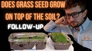 growing gr seed on top of the soil