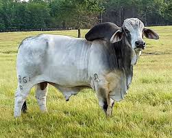 Genetically, brahman cattle are slow to puberty and very late maturing. Home Southern Brahman Cattle Inc