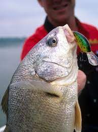 six reasons to fish for freshwater drum