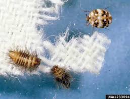 carpet beetles with peppermint oil