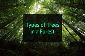 diffe types of forest trees in the