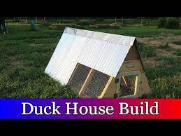 Building A Duck House And Moving The