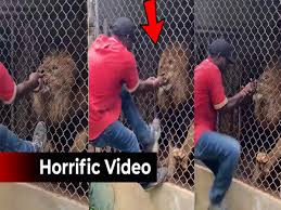 lion bites off zoo worker s finger