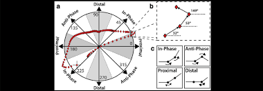 A Polar Coordinate Chart For The Identification Of